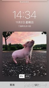 ​萌萌哒的小香猪壁纸，每天看到就像看到你