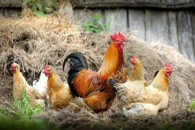​鸡粪是什么样的肥料？鸡粪肥种类，使用方法和效果？