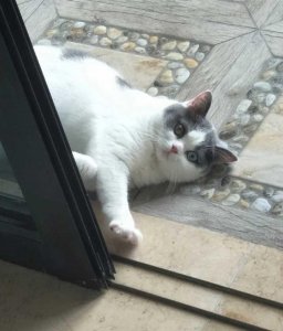 ​猫市看到“异瞳爱心”英短，立马花400元买下来，帮我看看值不值
