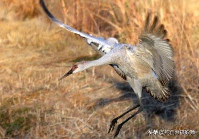 ​沙丘鹤百科知识，中国九种鹤类之一