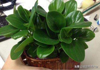 ​新式绿植“豆瓣绿”，装修好了摆一盆，亮眼又好养