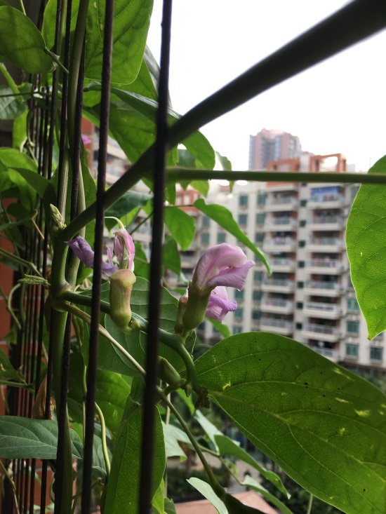 神奇的魔豆，你种过吗？