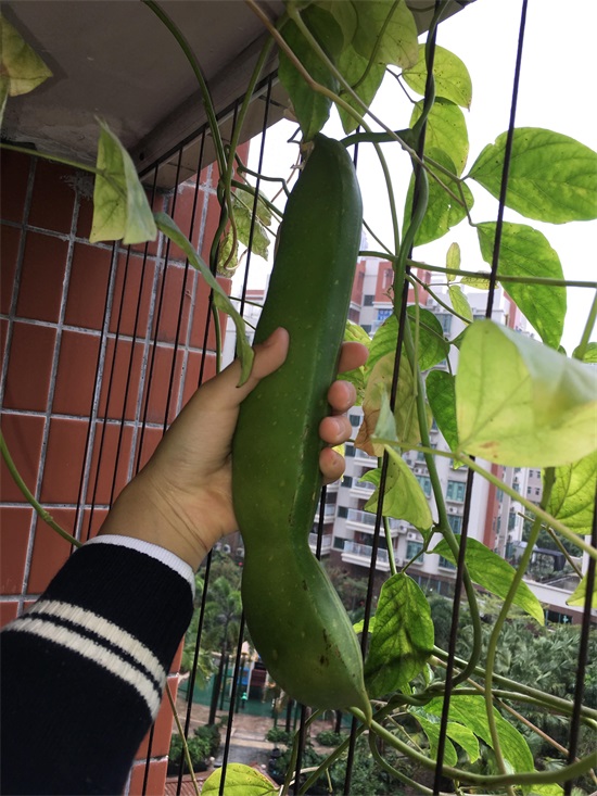 神奇的魔豆，你种过吗？