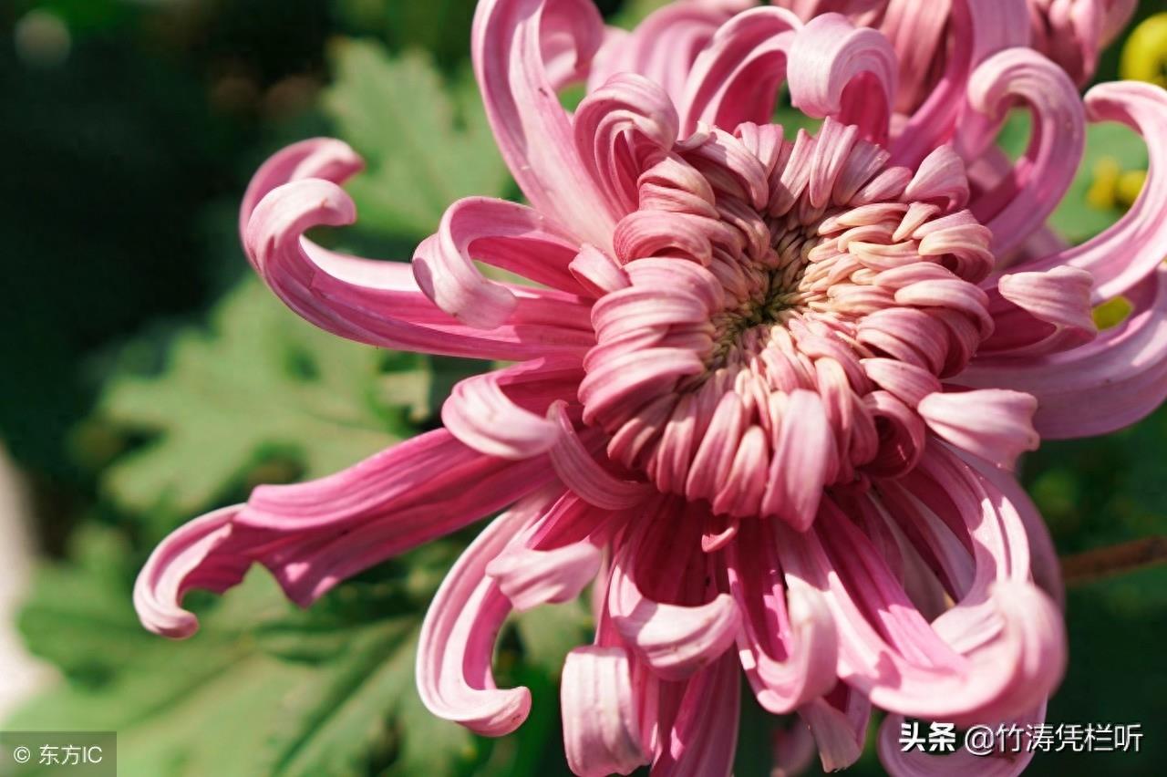 菊花——寒秋之魂