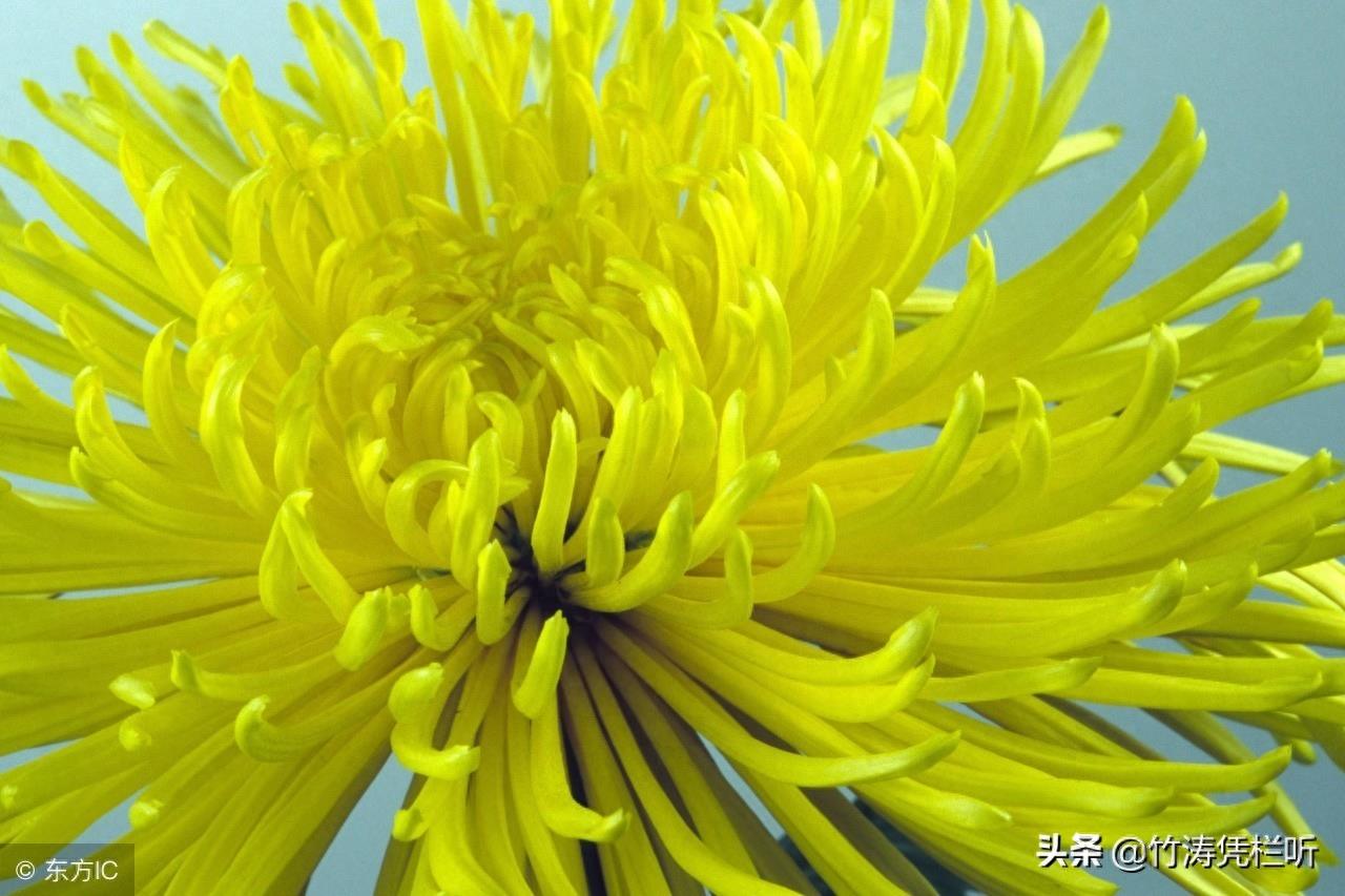 菊花——寒秋之魂