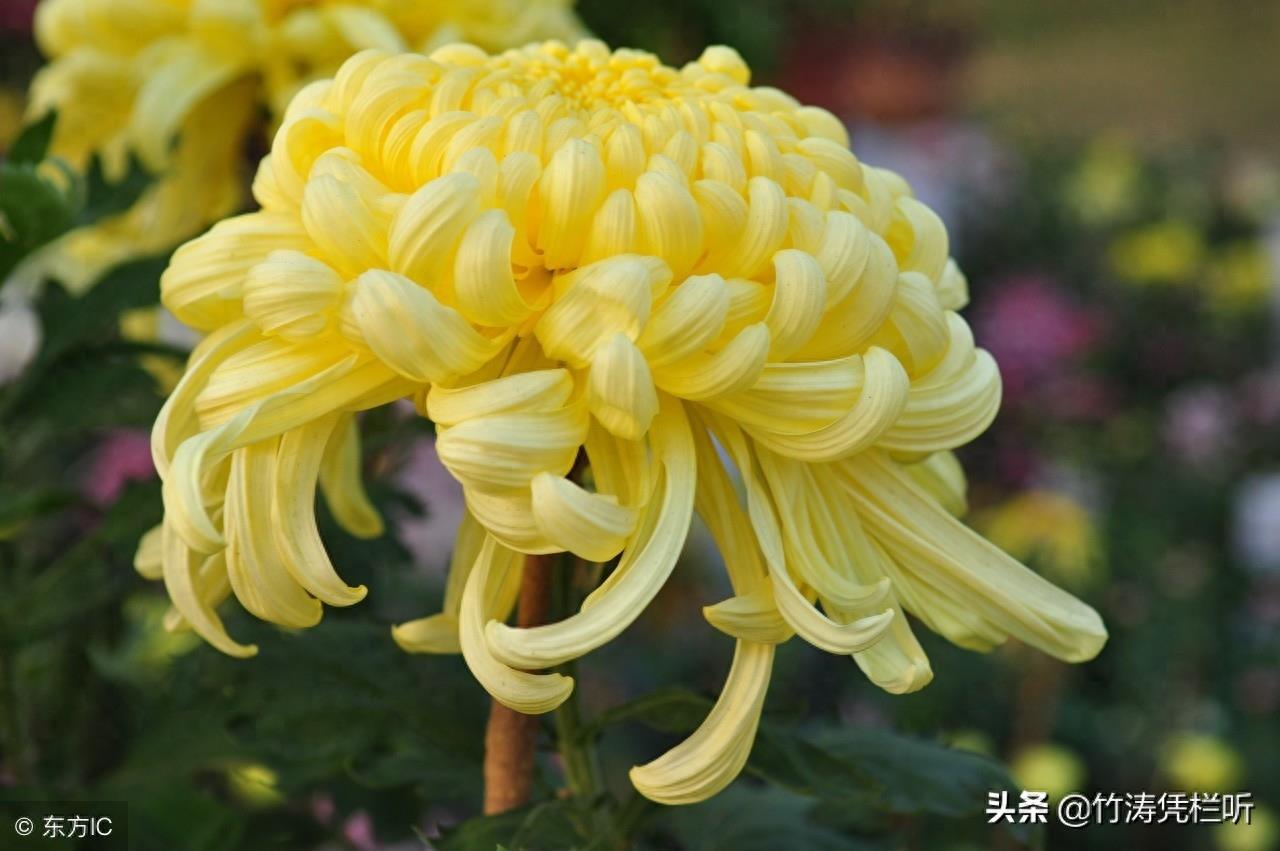 菊花——寒秋之魂
