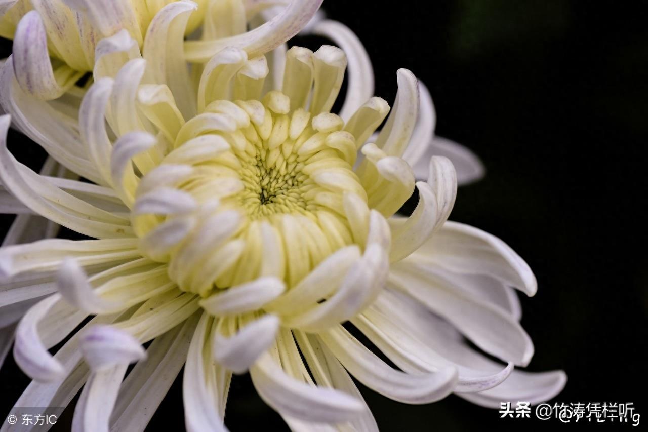 菊花——寒秋之魂