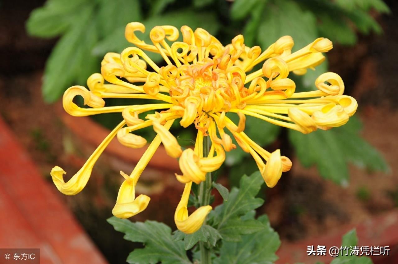 菊花——寒秋之魂