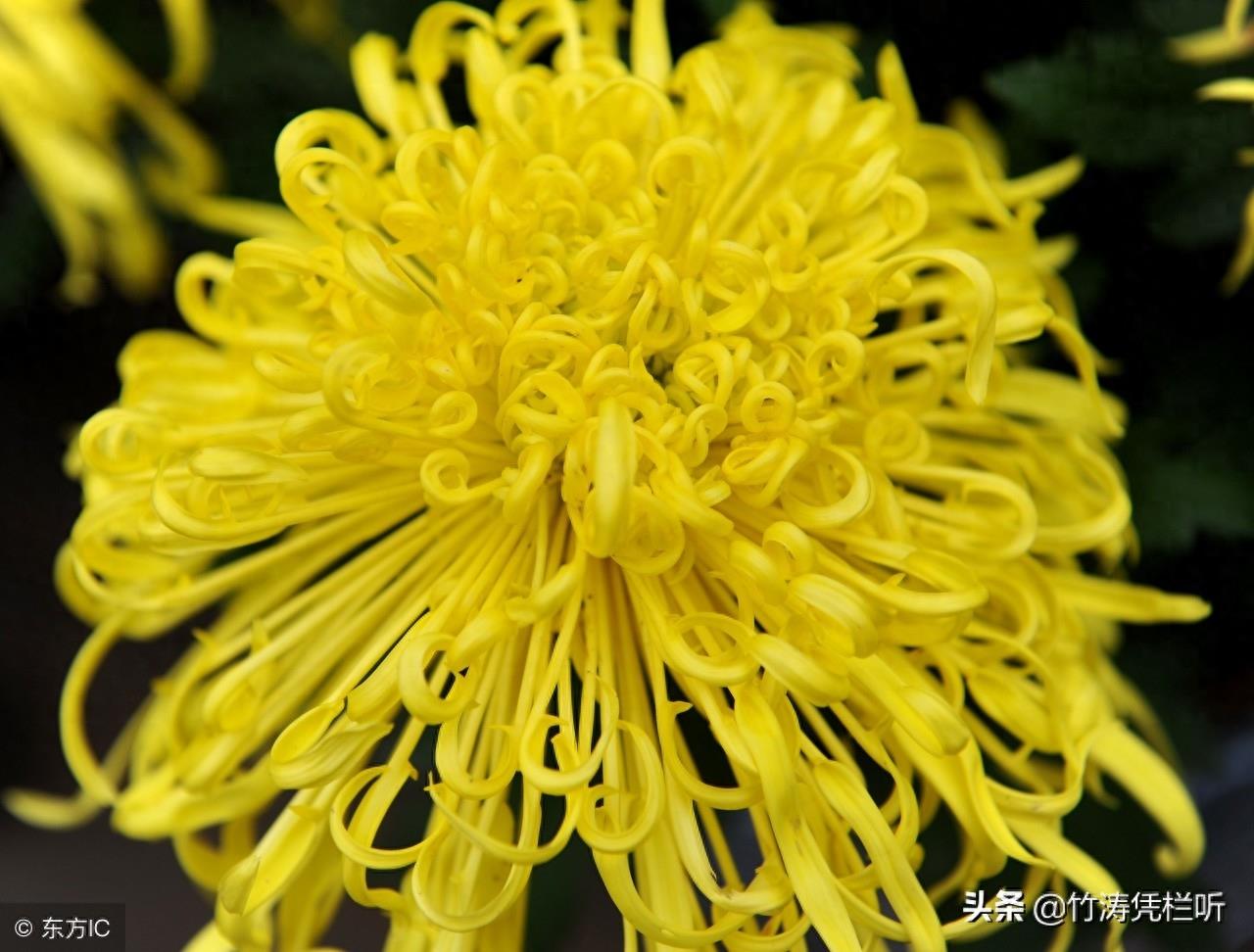 菊花——寒秋之魂