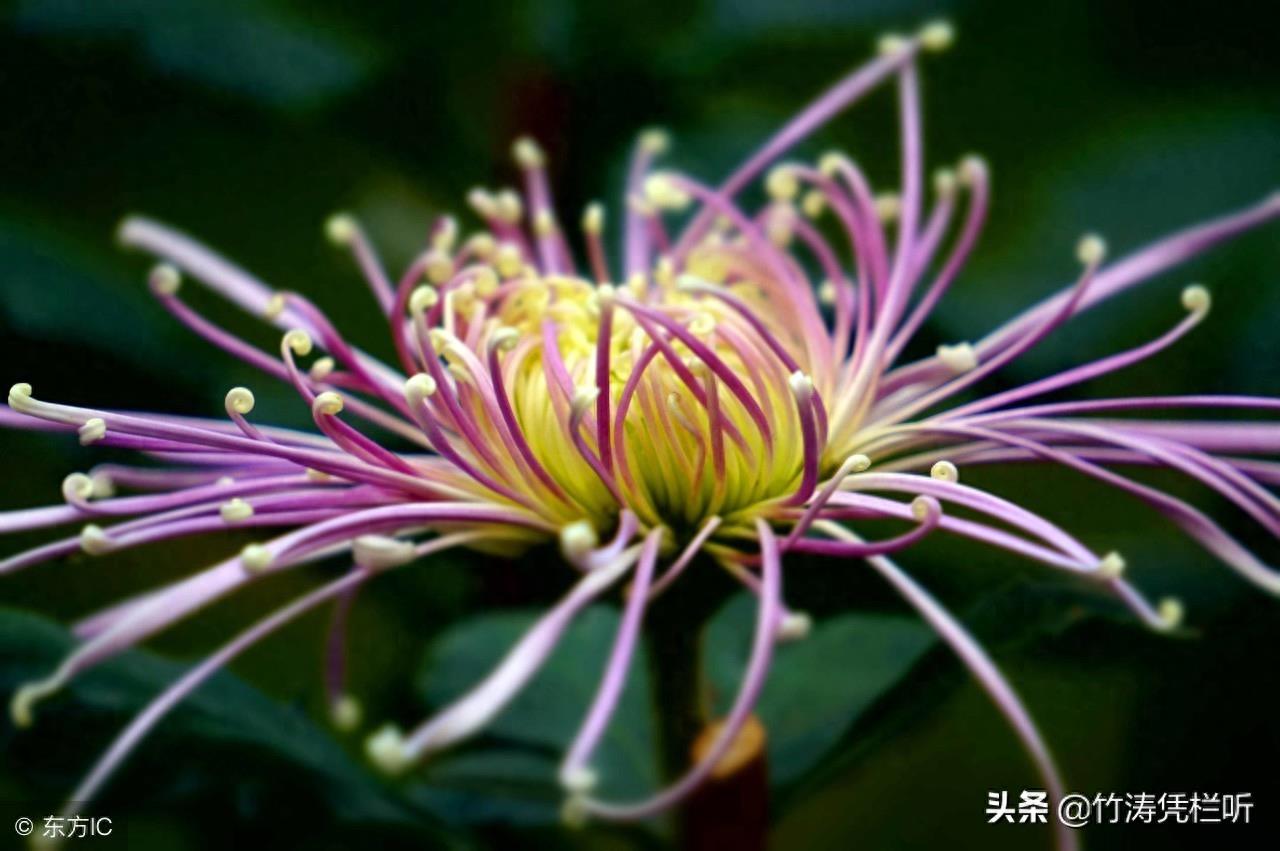 菊花——寒秋之魂