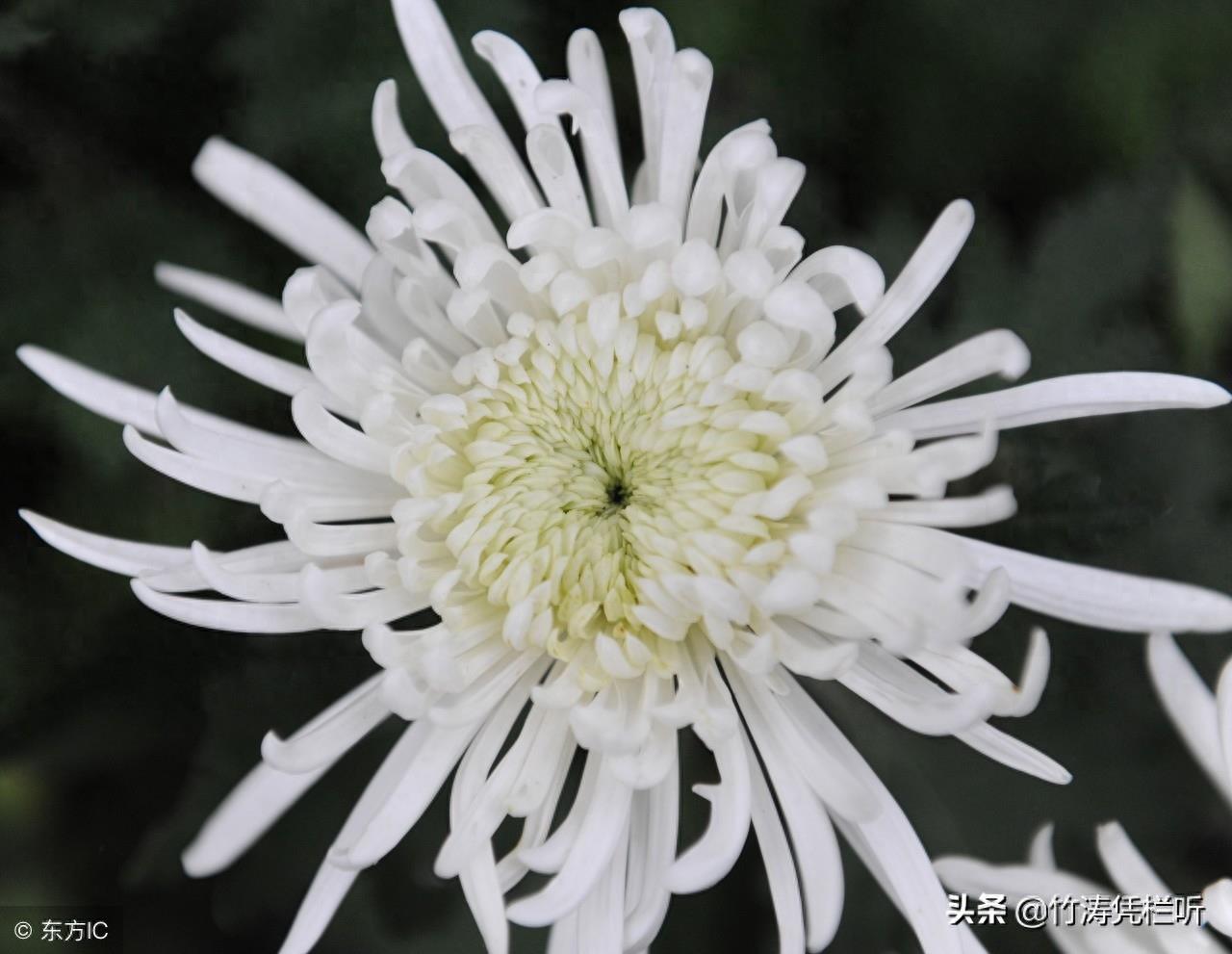菊花——寒秋之魂
