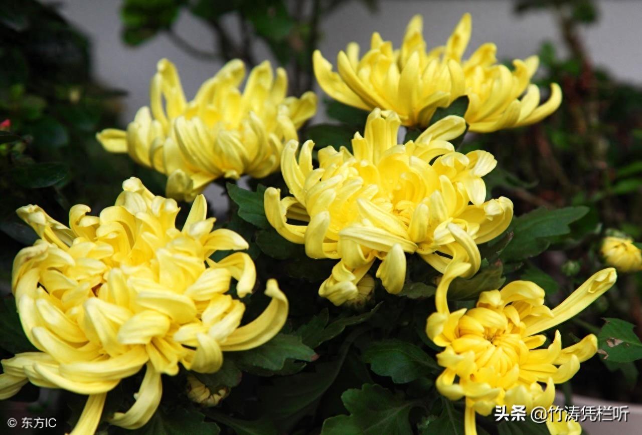 菊花——寒秋之魂
