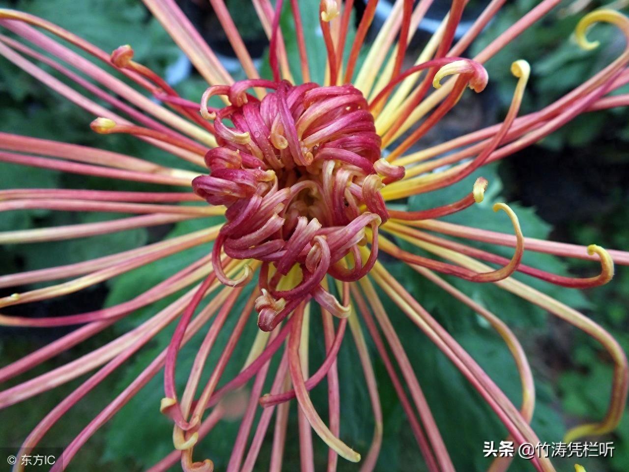 菊花——寒秋之魂
