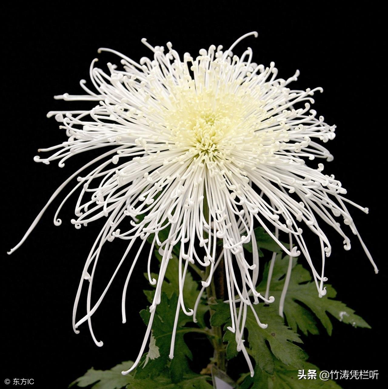菊花——寒秋之魂