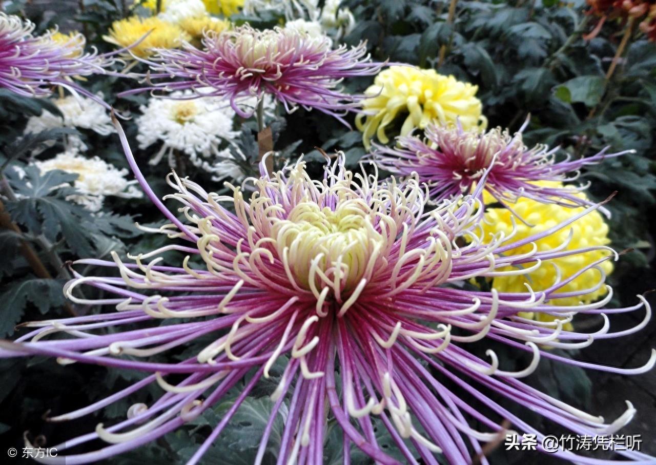 菊花——寒秋之魂