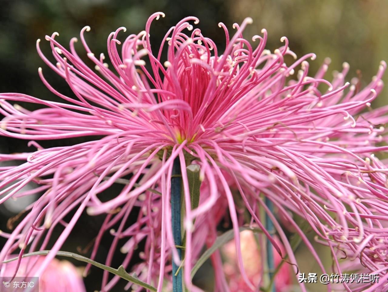 菊花——寒秋之魂