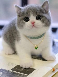 ​27种猫咪品种大全