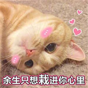 可爱的撩妹表情包9