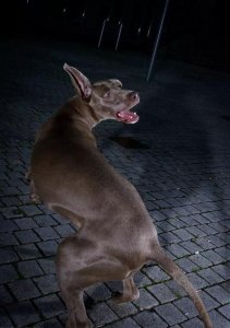 ​夜半狗叫真有那么邪门吗？