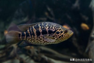 ​热带鱼养慈鲷科的入门常识