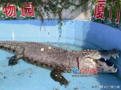 ​厦门一动物园鳄鱼被砸头破血流 只因游客想“验真假”