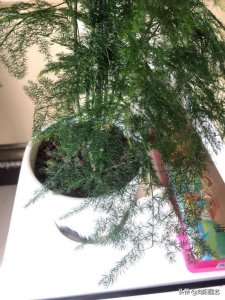 ​两种“竹子”你能区分吗？文竹云竹不一样，养云竹更有品味