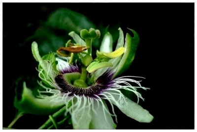 ​摄影图集：号称能吃人的植物，“日轮花”，真的存在吗？