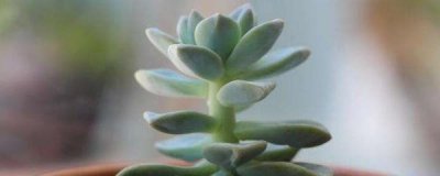 ​多肉植物怎么扦插
