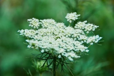 ​这种植物叫“蛇床草”，在农村遇到要远离，小心旁边有毒蛇出没