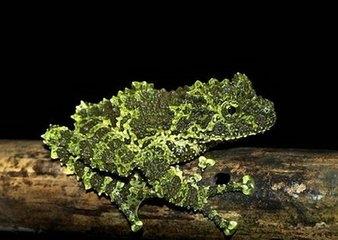青蛙也有毒，盘点12种从没有见过的青蛙