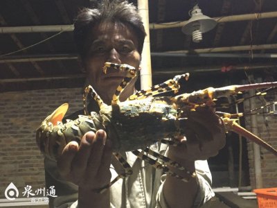 ​稀奇！惠安渔民捕到“神虾”，这种虾曾有人说可卖到100万元
