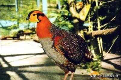 ​灰腹角雉百科知识，中国62种雉科之一