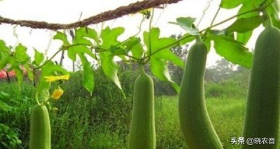 ​丝瓜的种植方法和管理技术