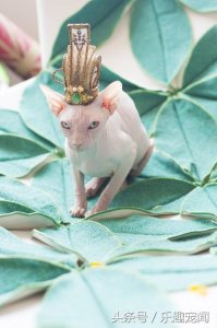 ​看了这三种奇特的猫，大概你就能原谅霍思燕家的无毛猫了