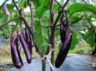 ​大棚蔬菜种植，茄子整枝打叉你怎么做？