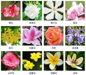 ​花卉知识-什么是木本植物？常见的木本植物都有哪些？