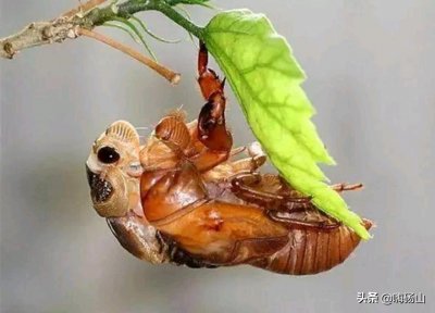 ​神兽“爬拉猴”降临，怕你已不再是从前那个少年