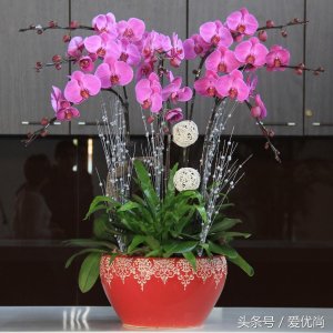 ​蝴蝶兰花语