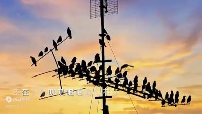 ​童年，池塘边的榕树上