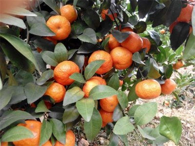 ​植保：什么是钙镁磷肥？怎么施用？