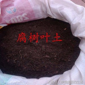 ​腐叶土的制作方法 养花的朋友也可以自己动手制作腐叶土