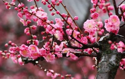 ​南京的市花，市树是什么？如何选定的？