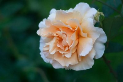 ​送菊花的花语和寓意（菊花送人代表什么意思）