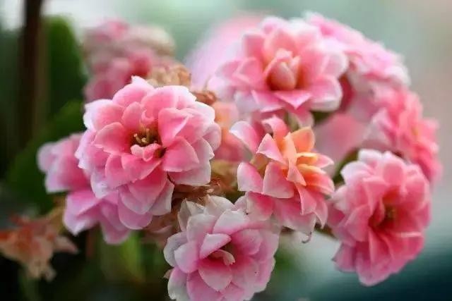 送菊花的花语和寓意（菊花送人代表什么意思）