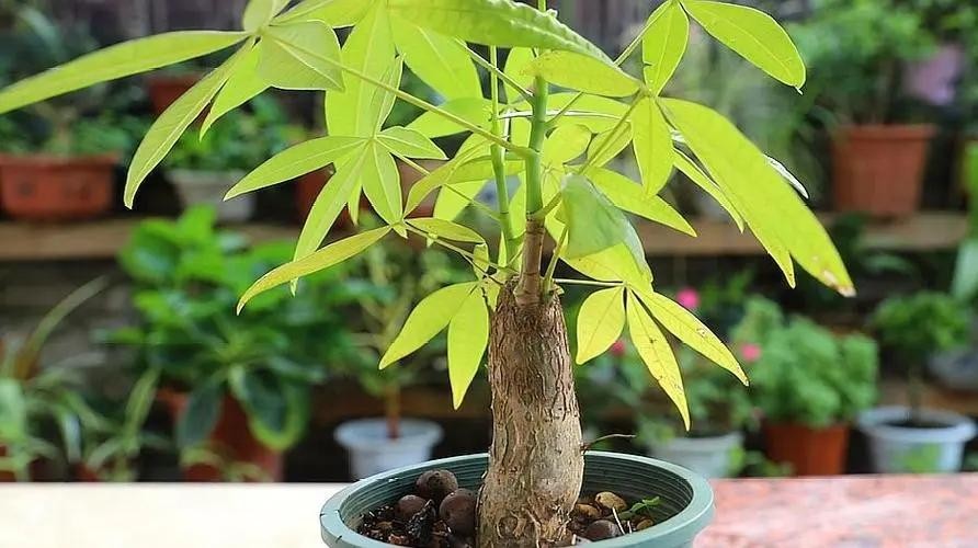 送菊花的花语和寓意（菊花送人代表什么意思）