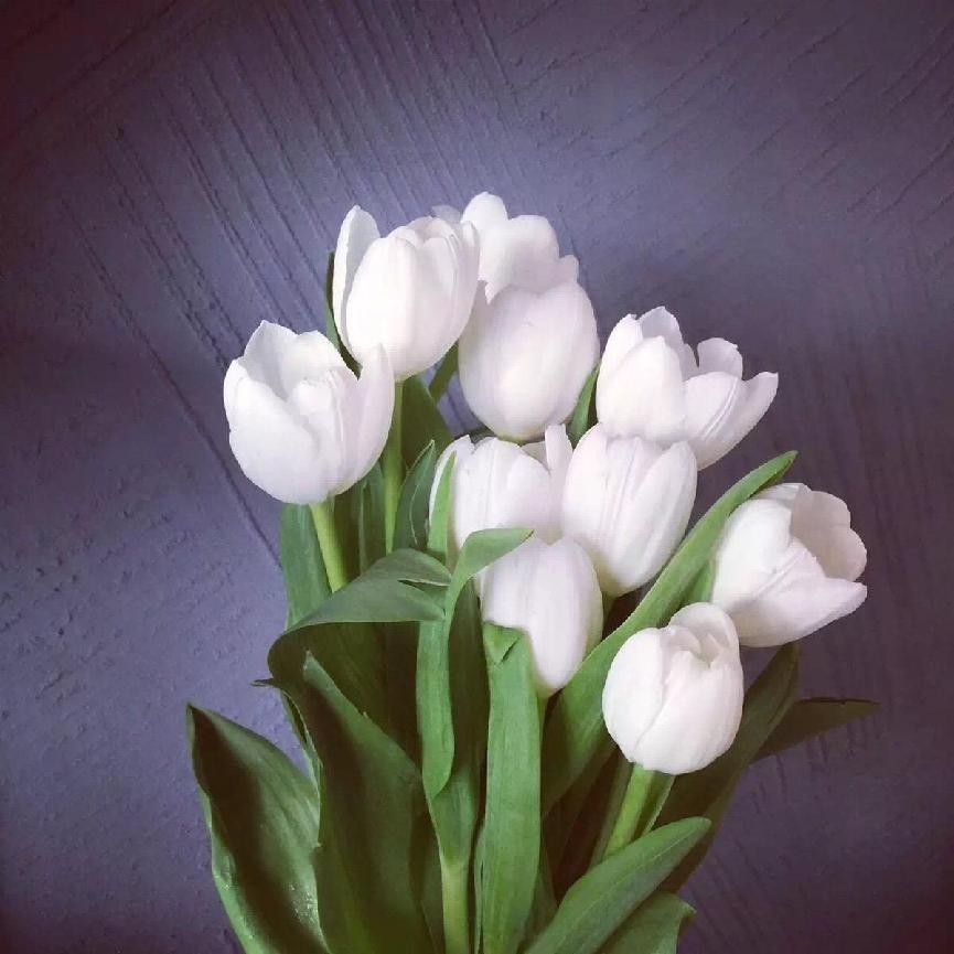 白色郁金香寓意和花语（白色郁金香花语是什么意思）