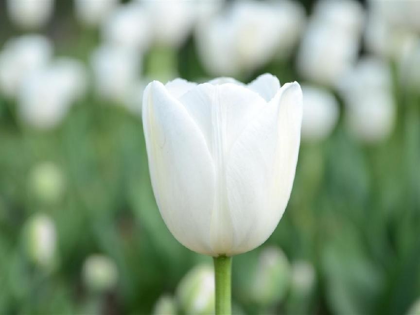 白色郁金香寓意和花语（白色郁金香花语是什么意思）