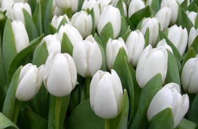 ​白色郁金香寓意和花语（白色郁金香花语是什么意思）