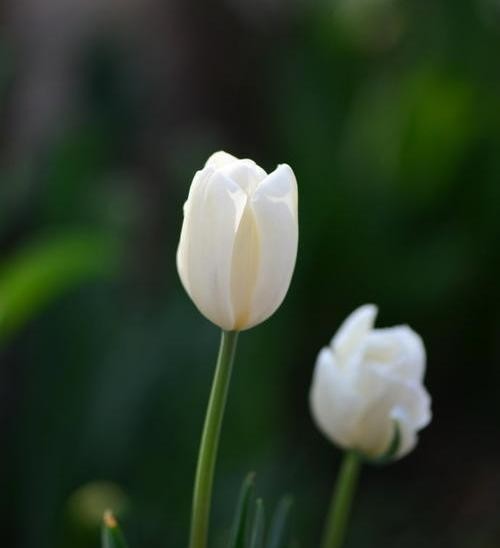 白色郁金香寓意和花语（白色郁金香花语是什么意思）