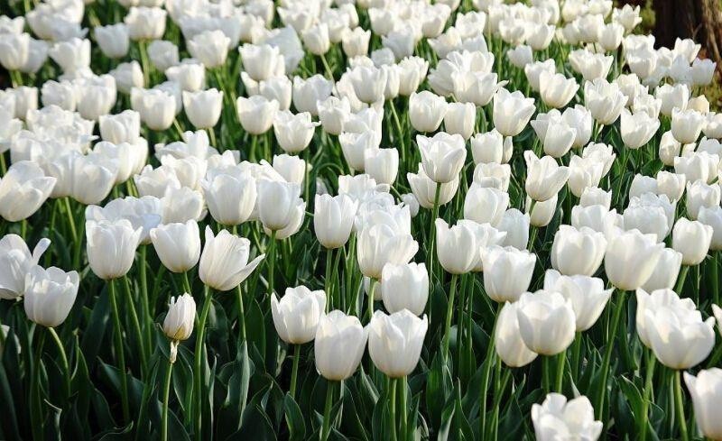 白色郁金香寓意和花语（白色郁金香花语是什么意思）